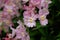 Light Pink Cymbidium Orchids