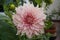 Light pink enormous dahlia flower head