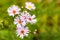 light pink flower bush aster, thin long petals on a green background