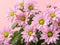 Light pink flower heads of potted mums or chrysanthemum morifolium against pastel pink background. Blank for greeting card disign