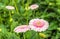 Light pink flowering Gerbera bloom with a yellow heart from close