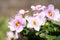 Light pink flowers of Bacopa