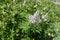 Light pink flowers of chaste tree in July