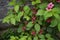 Light pink flowers in focus and blurred background