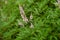 Light pink flowers in the leafage of Vitex agnus-castus