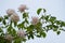 Light pink flowers of the rambling or climbing rose