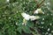 Light pink flowers and white berries of Symphoricarpos albus