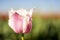 Light Pink Fringed Tulip Flower with blurred green and blue background horizontal