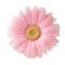 Light pink Gerbera flower isolated on white background