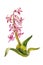 Light pink hyacinth blooming plant with flowers