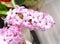 Light pink hyacinth Fon Dante growing close up