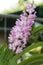 Light pink hybrid vanda orchid flower