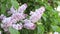 Light pink inflorescences of a lilac bush in spring