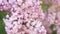 Light pink inflorescences of a lilac bush in spring