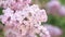 Light pink inflorescences of a lilac bush in spring