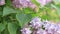 Light pink inflorescences of a lilac bush in spring