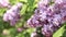 Light pink inflorescences of a lilac bush in spring