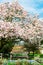 Light Pink Magnolia Tree in English Garden