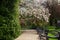 Light Pink Magnolia Tree in English Garden