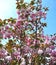 The light pink multiple petals are stacked one after another, thick, and there are countless petals.