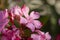 Light pink oleander blooming bunch close up