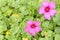 Light pink oxalis flower close up #2