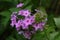 Light Pink Phlox Flowers with Buds in a Garden