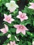 Light pink Platycodon balloon flower plants