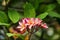 Light pink plumeria flower