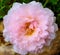 light pink purslane flower in the park