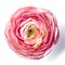 Light pink ranunculus lying closeup flower white surface design milk giant rose head concentric circles