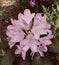 Light pink Rhododendron flowers