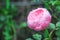 Light pink rose bud patterns begin blooming in nature garden