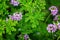 Light Pink Rose geranium or Sweet scented geranium Pelargonium graveolens in the garden. Citrosa geranium flowers or Prince of
