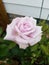 Light Pink Rose with greenery in background
