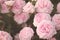 Light pink roses closeup