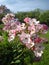 Light pink roses after rain