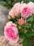 light pink roses, rose buds, blooming flowers, delicate petals