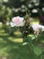 Light pink roses starting to bloom