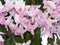 Light pink Schlumbergera truncata false christmas cactus in a pot