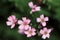 Light pink small flowers of Gypsophila repens `Rosa Schonheit`