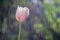 Light pink tulip on background of rain drops tracks