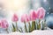 Light pink tulip spring flowers blooming between snow during late winter or early spring