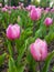 Light pink tulips blossoming in April. Close look