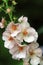 Light pink Verbascum phoeniceum flowers