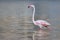 Light pink white tropical flamingo wading in a lake