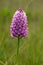 Light pink wild Pyramidal Orchid - Anacamptis pyramidalis