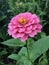 Light pink zinnia flower closeup with stem and leaves