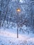 Light post in the small woods in the park