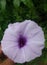 Light purpel flower
